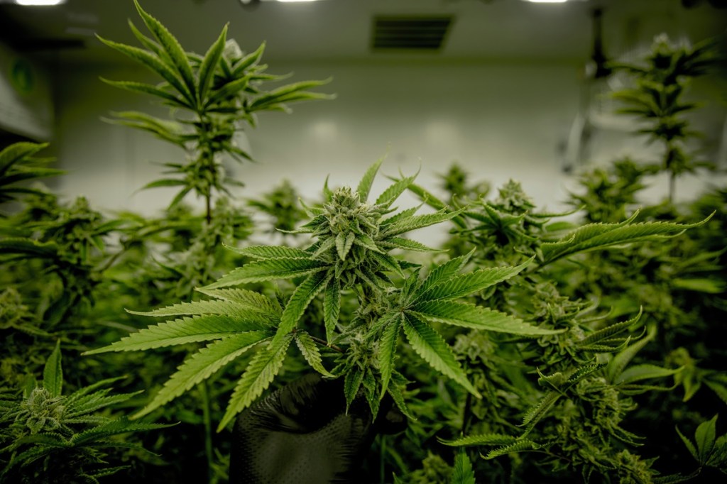 Medical Marijuana