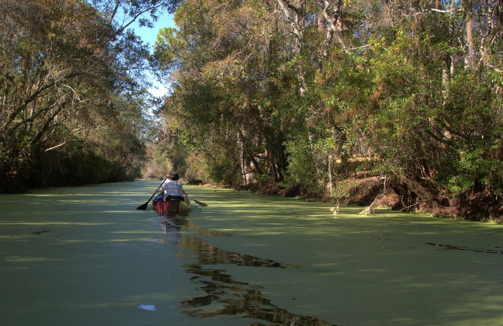 Kayakers in Okefenokee Swamp