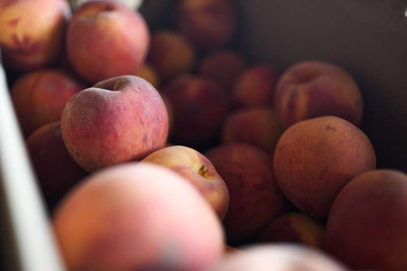 peach crops