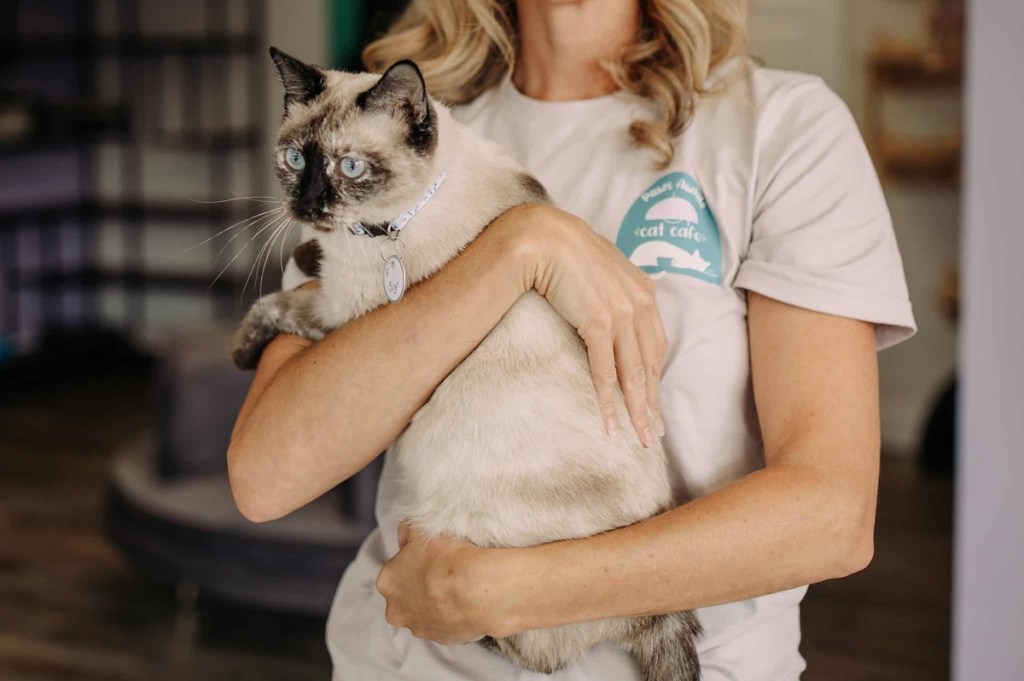 cat cafes in Georgia