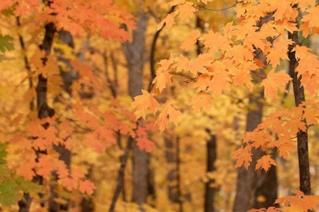 fall in Georgia