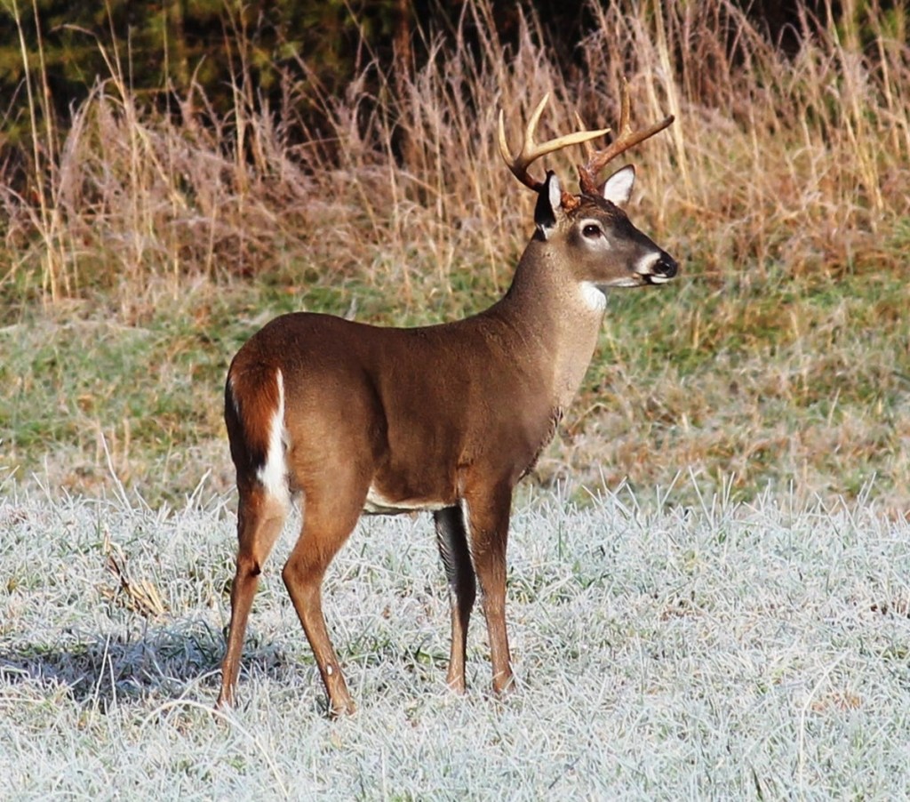 hunting in Georgia