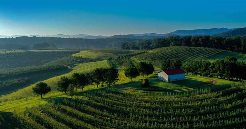 orchards in Georgia