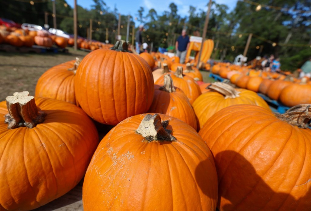 pumpkin patches in Georgia
