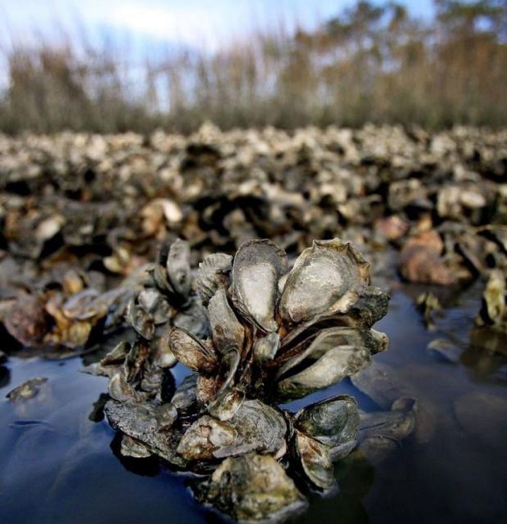 oyster harvest season